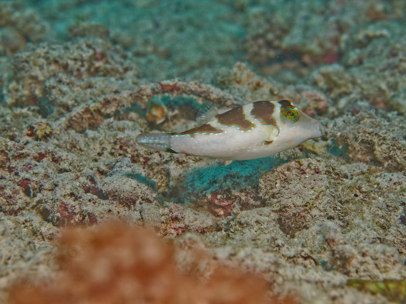 Boxfish, House Reef